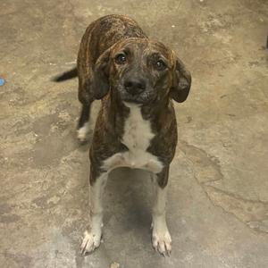 A brindle and white dog standing on a concrete floor, looking up with its ears drooping and its front paws slightly apart.