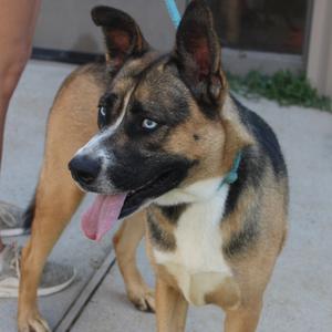 A brown and black dog with blue eyes and a pink tongue sticking out, wearing a blue collar.
