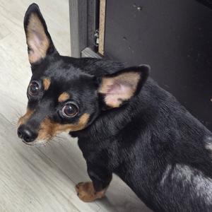 Bitty, Chihuahua, Short Coat, adult, available for adoption