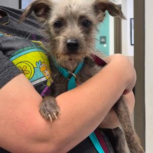 Dryer Lint, Terrier, adult, available for adoption