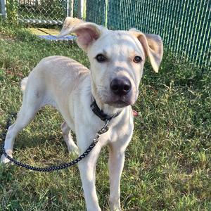 Jose, Retriever, young, available for adoption