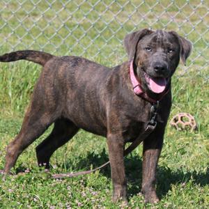A brindle-colored dog with blue eyes stands in a grassy area with a pink collar and a leash.