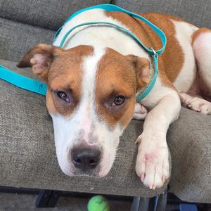 Handsome Jack, Retriever, adult, available for adoption