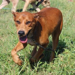 Minnow, Black Mouth Cur, adult, available for adoption