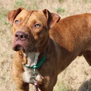 Manatee, Retriever, adult, available for adoption