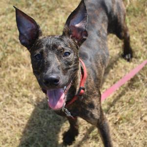 Corndog, Terrier, available for adoption