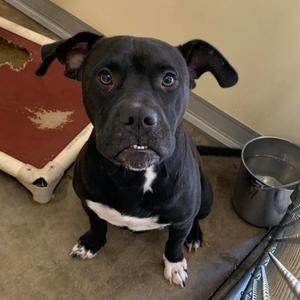 Gus, Terrier, American Pit Bull, adult, available for adoption
