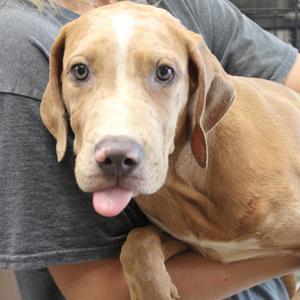 Copper, Hound, available for adoption
