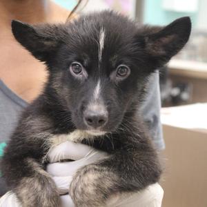Brobee, Shepherd, available for adoption