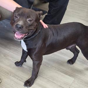 Meatloaf, Terrier, American Pit Bull, adult, available for adoption