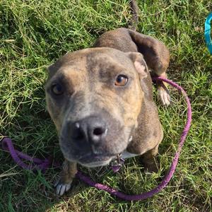 Lilo, Terrier, American Pit Bull, adult, available for adoption