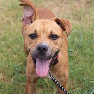 A brown dog with floppy ears and a black nose, wearing a red collar and a black and white leash, standing in a grassy field with its tongue out.