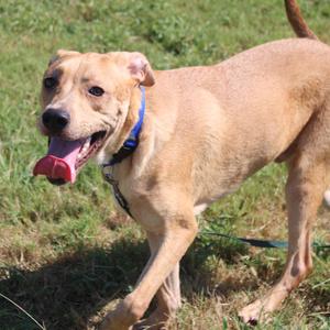 Lemonade, Black Mouth Cur, adult, available for adoption