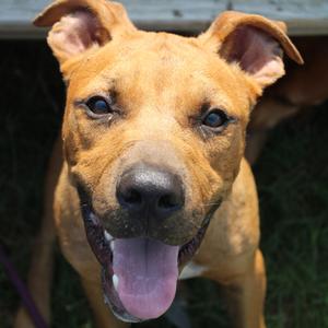 Cornbread, Black Mouth Cur, adult, available for adoption