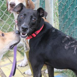 Burnt Toast, Retriever, adult, available for adoption