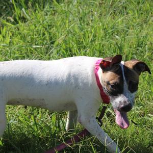 Denali, Cattle Dog, Australian (Blue Heeler), available for adoption
