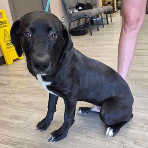 Fredd, Retriever, available for adoption