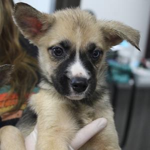 Foofa, Shepherd, available for adoption
