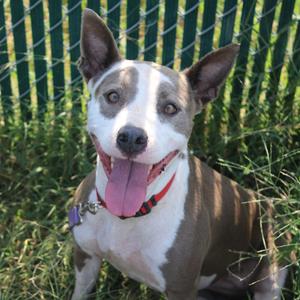 Greyhound, Terrier, American Pit Bull, adult, available for adoption
