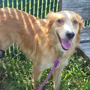 Cardi B, Retriever, adult, available for adoption