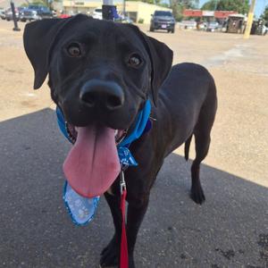 Octavia, Retriever, Labrador, young, available for adoption