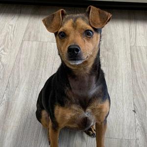 Moses, Feist, adult, available for adoption