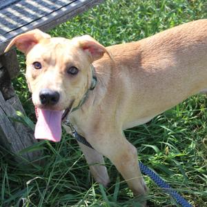 Millie Muffin, Black Mouth Cur, young, available for adoption