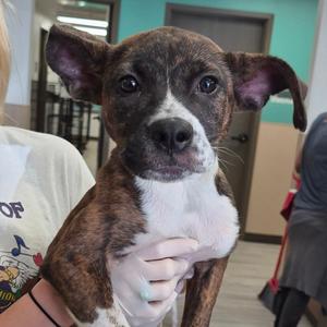 Alfie, Boxer, available for adoption