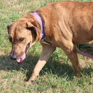 Cash, Black Mouth Cur, adult, available for adoption