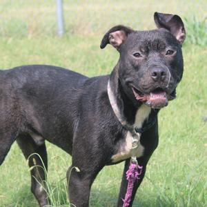 Barney the purple dinosaur, Retriever, Labrador, adult, available for adoption
