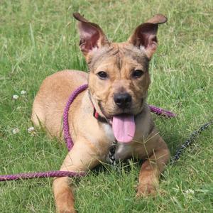 A tan dog with pointy ears and a purple leash lying in the grass with its tongue out.