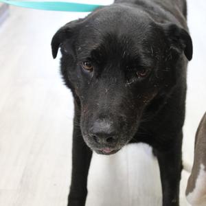 B Dog, Retriever, Labrador, adult, available for adoption