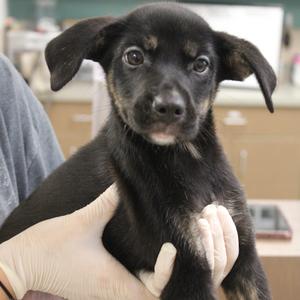 Kammy Kam, Shepherd, available for adoption