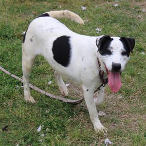 A black and white dog with its tongue hanging out stands on a grassy area.