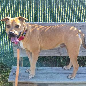 A tan dog with a red collar standing on a wooden bench, with a green fence in the background.