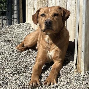 Wesley, Labrador Retriever, young, available for adoption