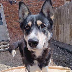 a black and white dog with brown markings on its face and ears, standing on a wooden surface