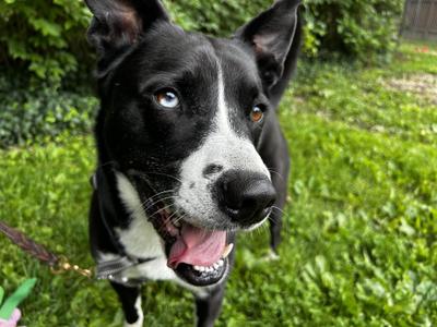 Gracie, Collie / Black Labrador Retriever, adult, available for adoption