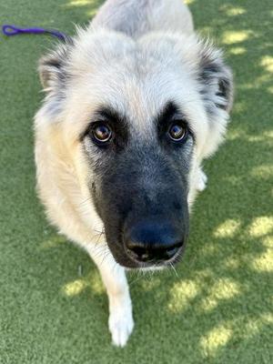 Bloxy Cola, Mixed Breed, puppy, available for adoption