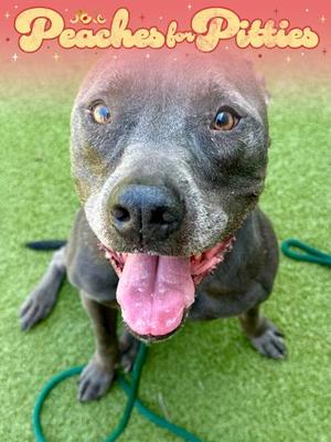 Cash, Mixed Breed, adult, available for adoption