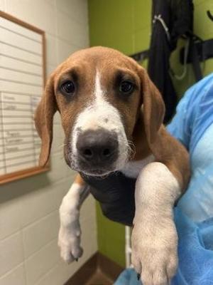 Bear, Mixed Breed, puppy, available for adoption