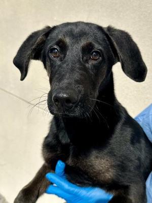 Brother Bear, Mixed Breed, puppy, available for adoption