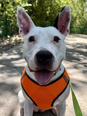 Dazzle, Mixed Breed, adult, available for adoption