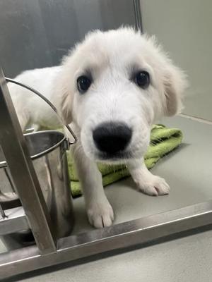 Alastair, Mixed Breed, puppy, available for adoption