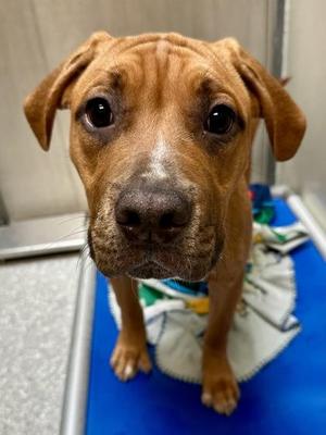 Alice, Mixed Breed, puppy, available for adoption