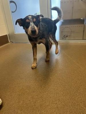 a dog standing on a brown floor