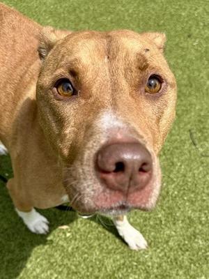 Champ, Mixed Breed, adult, available for adoption