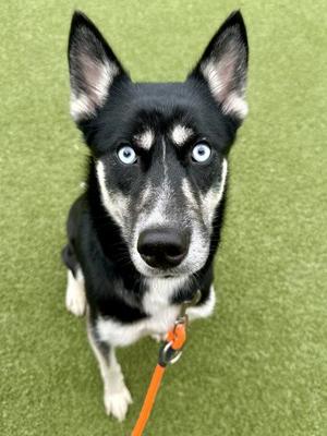 Abra, Mixed Breed, adult, available for adoption