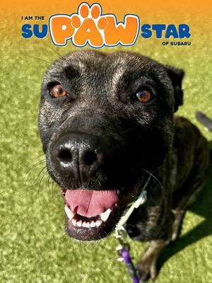 Cerberus, Mixed Breed, adult, available for adoption