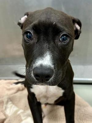 Aki, Mixed Breed, puppy, available for adoption